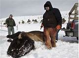 Photos of Buffalo Hunting Montana Indian Reservation