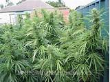 How To Grow Big Marijuana Plants Photos