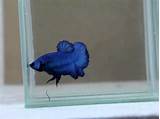 Pictures of Turquoise Betta Fish