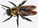 Images Of Carpenter Bees Photos