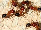 Pictures of What Do Carpenter Ants Look Like Picture