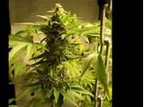 Where To Find Marijuana Plants Images