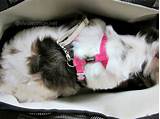 Images of Guess Dog Carrier