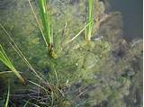 Images of How Do You Control Algae In Fish Ponds