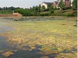 Pond Algae Bloom Control Photos