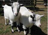 Best Goats To Raise For Profit