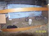 Pictures of Cedar Chips For Rabbits