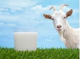Is Goat Milk Good