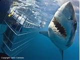Images of White Shark Diving Company South Africa
