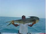 Deep Sea Fishing Key West Fl