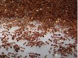 Images of How Big Are Fire Ants
