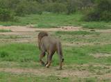 Images of Lions Kruger National Park