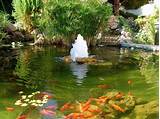Fish Pond Fountain