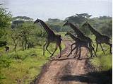 Serengeti National Park Africa Images