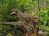 Images of Tree Spirit Wood Carvings