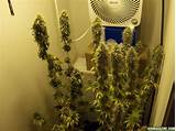 Images of Closet Marijuana Grow Room