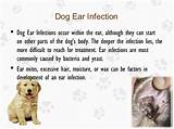 Pictures of Dog Yeast Ear Infection Medication