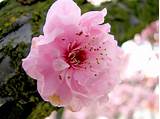 Cherry Blossom Flower Images