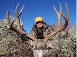 Wyoming Mule Deer Hunting Outfitters Pictures