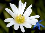 Photos of White Carnation Flower