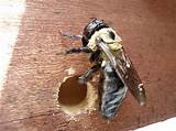 Wasp Exterminator Delaware Photos