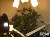 Photos of Marijuana Grow Lights Cheap