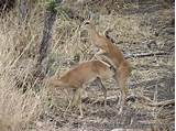 Safari Packages Kruger National Park Images