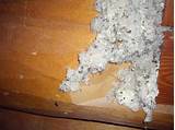 Insecticidal Dust For Carpenter Ants