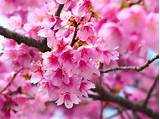 Images of Cherry Blossom Flower