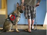 Ptsd Service Dog Training Texas Images