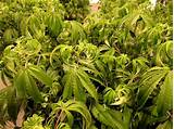 Images of Marijuana Plant Pics