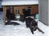 Emergency Feral Cat Shelter Images