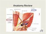 Pictures of What Is The Recovery Time For Abdominal Hernia Surgery