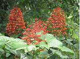 Images of Pagoda Flower Plant