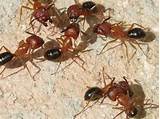 Photos of Carpenter Ants Band
