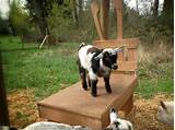 Raising Goat