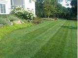 Natural Lawn Care Services Pictures