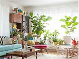 How To Decorate A Living Room With Plants