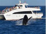 Photos of Whale Watching Tours Long Beach