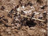 Pictures of How To Find Carpenter Ant Nest