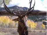Photos of Elk Hunting Outfitters Colorado
