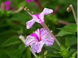 Pictures of Mirabilis Jalapa Flower