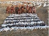 South Dakota Snow Goose Hunting Outfitters