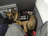 Photos of Delta Airlines Service Dog