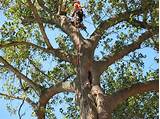 Princeton Tree Service Images