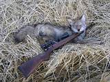 Coyote Hunting Outfitters