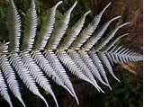 Images of New Zealand Silver Fern