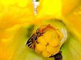 Commercial Pollination Pictures