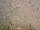 Images of Linoleum Flooring Tiles