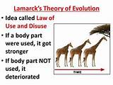 Theory Of Evolution Or Law Of Evolution Images